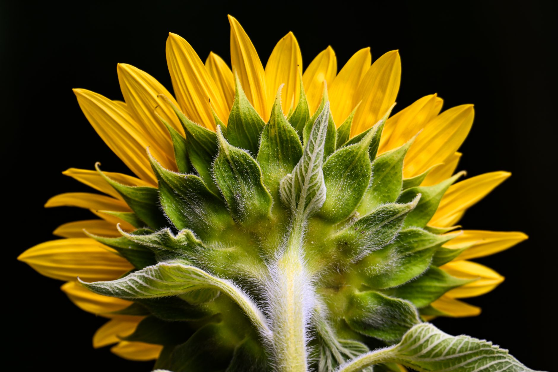 Rear view of a bright yellow sunflower against a dark background, showcasing its intricate details.