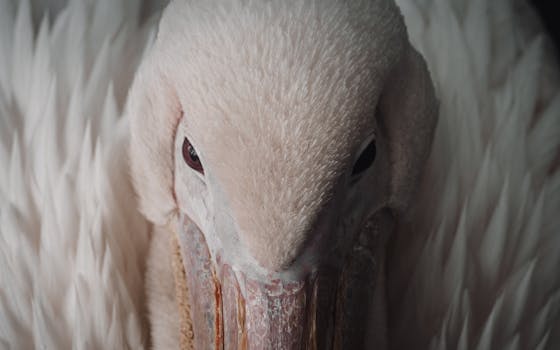Detailed close-up of a white pelican showcasing its feathers and eyes.