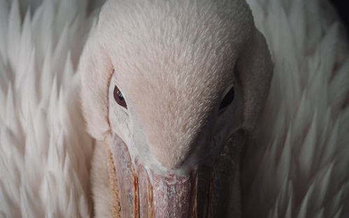 Free Detailed close-up of a white pelican showcasing its feathers and eyes. Stock Photo