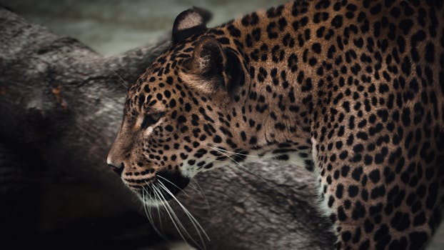 A detailed close-up of a leopard showcasing its intricate spots and powerful gaze in a natural setting.