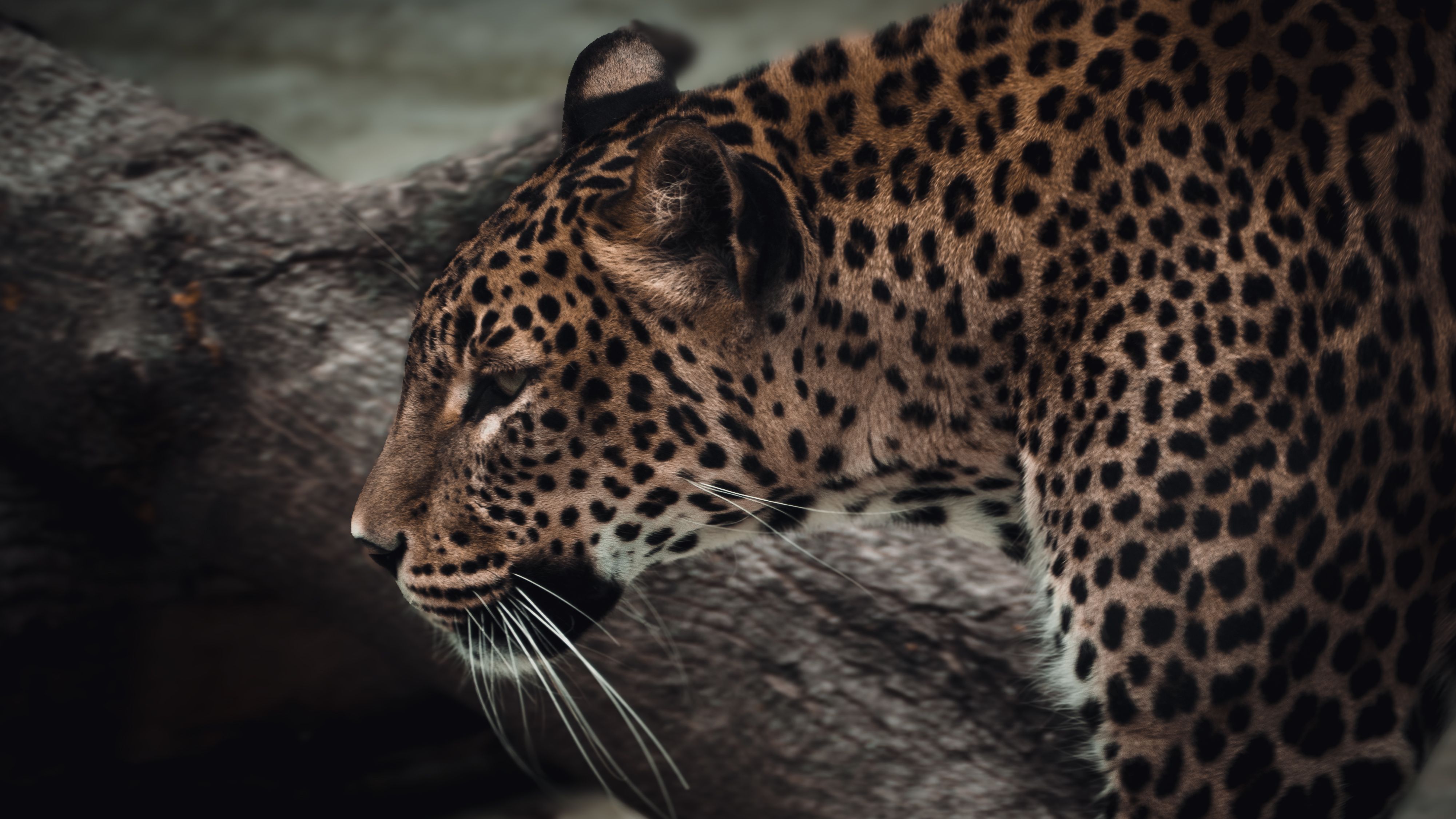 Close-Up Profile of a Leopard in Natural Setting · Free Stock Photo