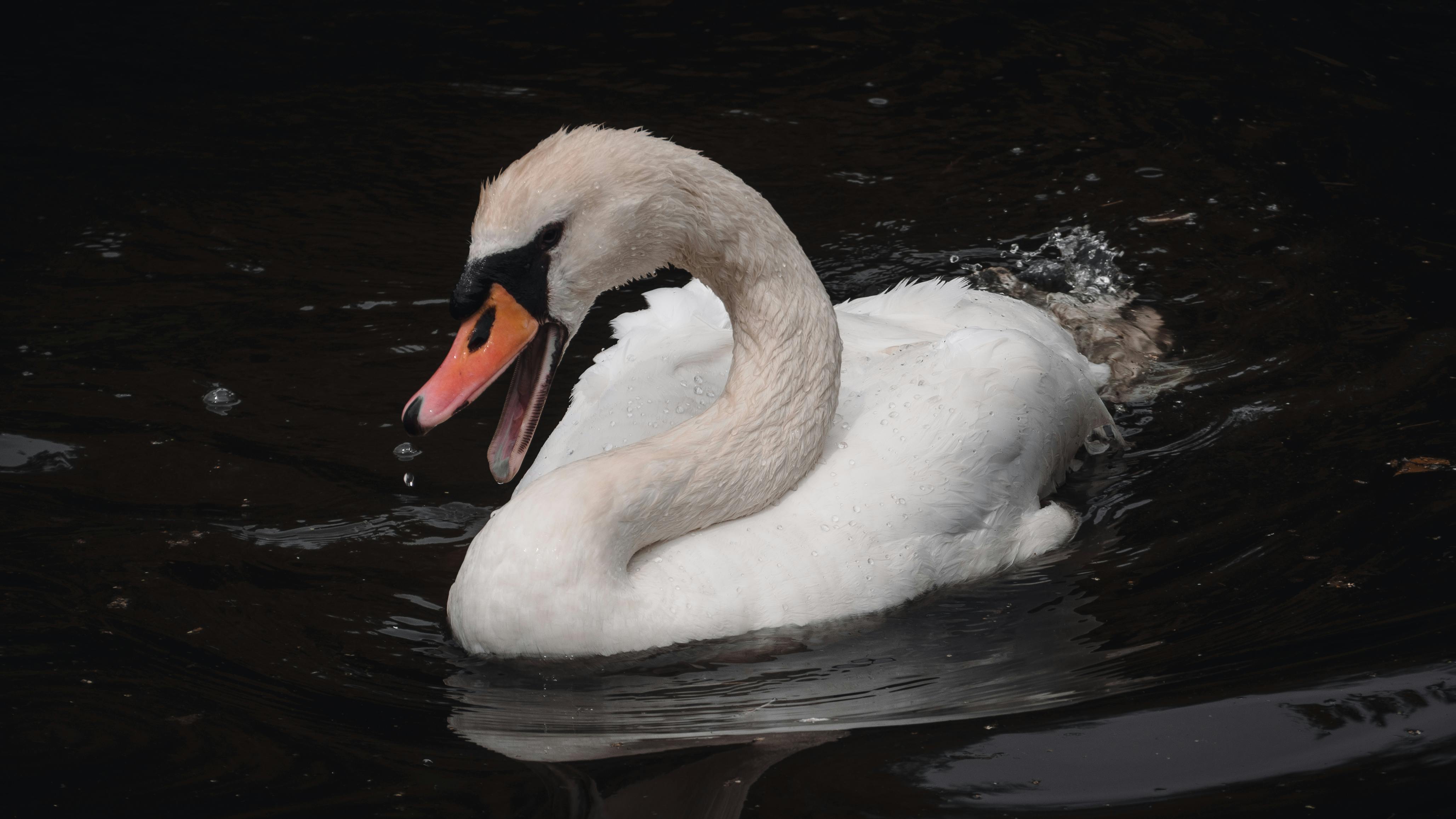 România este pe primul loc în Uniunea Europeană la exportul de cereale și înregistrează recorduri istorice în comerțul de carne de pasăre și animale vii