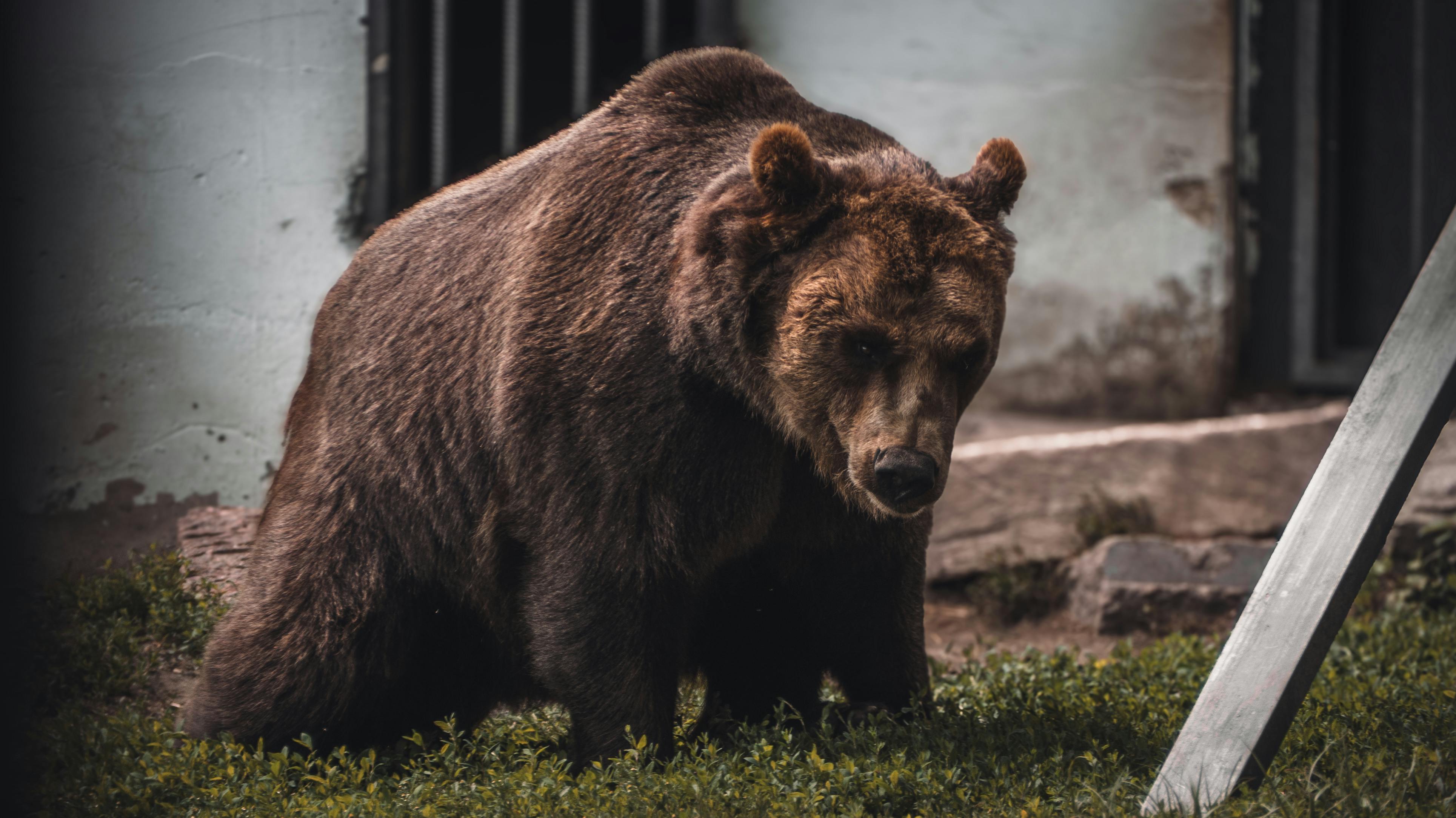Bear Greg - Extended Vacation On Trantor