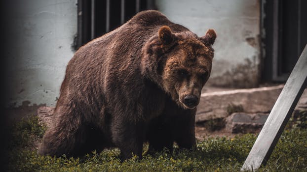 Close-up of a European brown bear in a zoo setting in Penza, Russia.