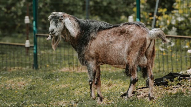 A detailed shot of a goat standing in a fenced area outdoors in Penza, Russia.