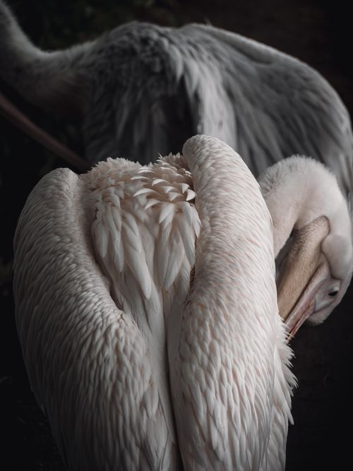 Free Close-up of a pelican gracefully preening its feathers, showcasing the intricate details of its plumage. Stock Photo