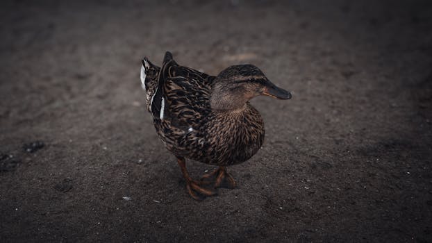 A detailed shot of a mallard duck standing on wet sand, highlighting its intricate plumage.