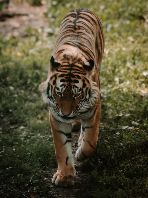 Free A powerful Bengal tiger prowling confidently in a dense forest, exuding grace and strength. Stock Photo