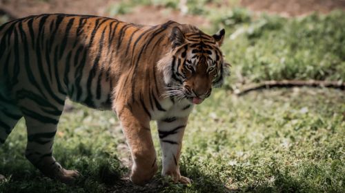 Free Close-up of a powerful tiger walking through its natural habitat, showcasing its vibrant coat and focused gaze. Stock Photo