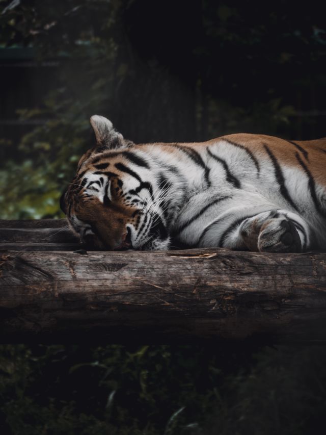 Tiger resting on a log in shadowed forest — photo by Lis&aacute; Yakur&iacute;m on Pexels