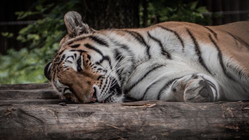 Free A Siberian tiger peacefully rests on wooden logs in an outdoors setting. Stock Photo