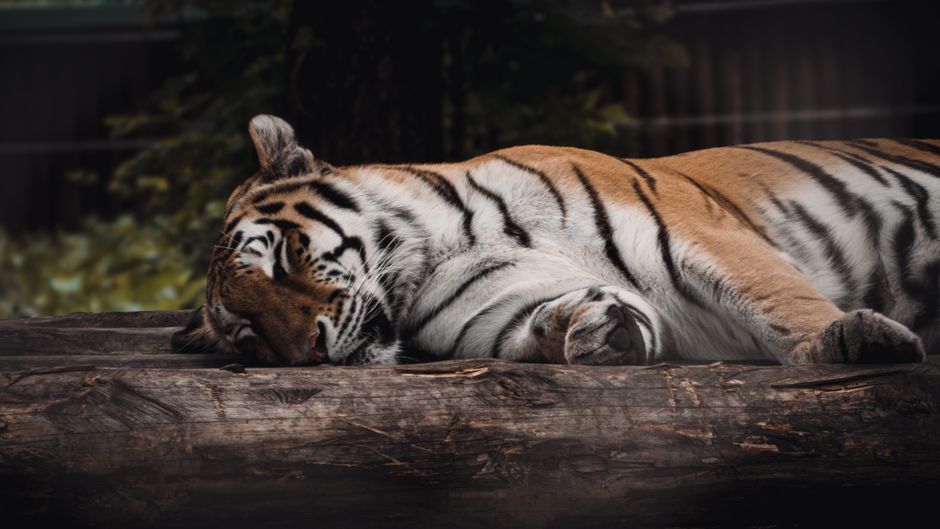 tiger-dream-meaning