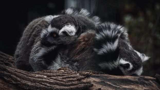 Ranomafana cloud forest lemurs — Madagascar