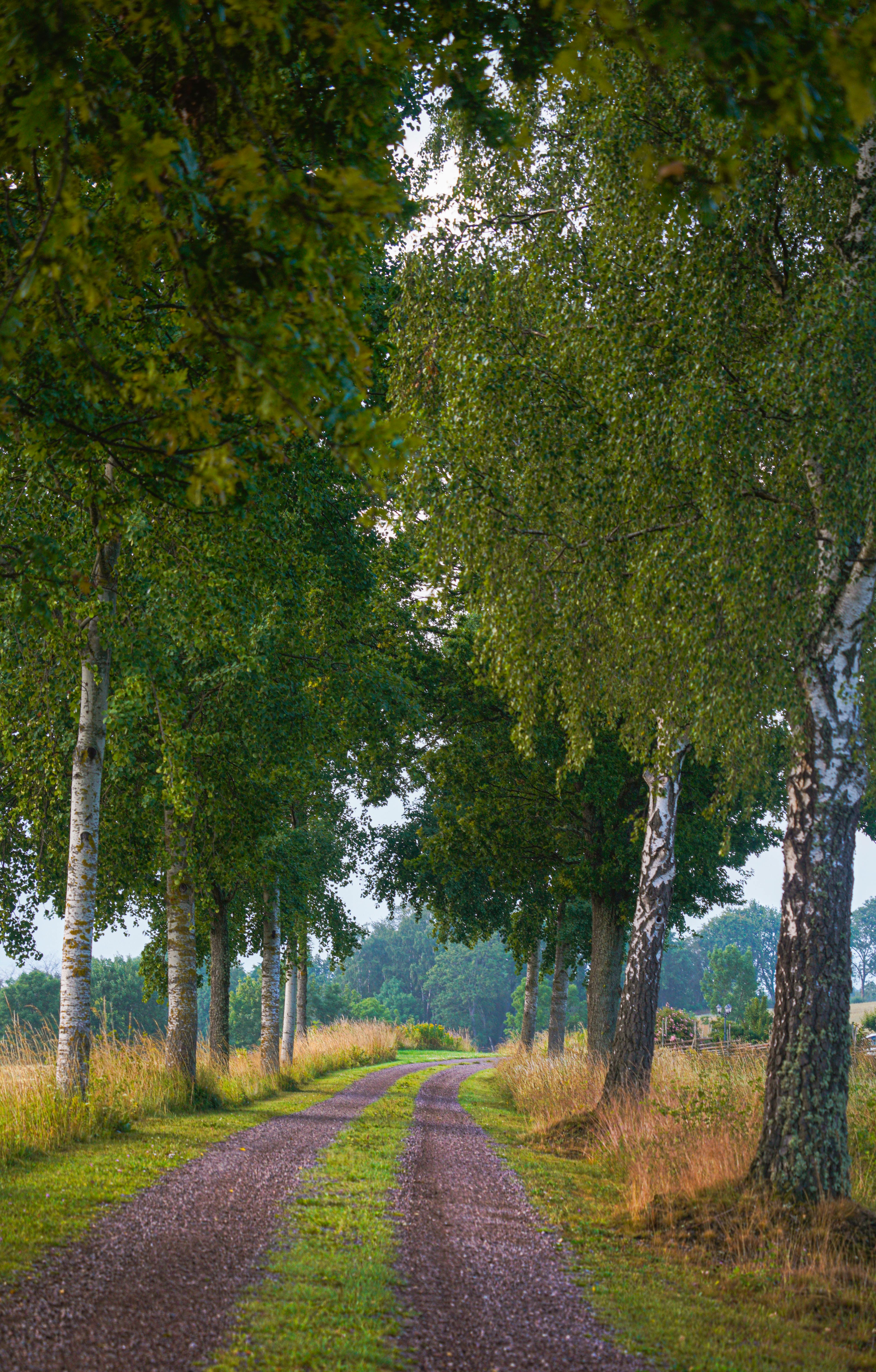 A peaceful rural lane flanked by lush green birch trees, leading into the horizon.