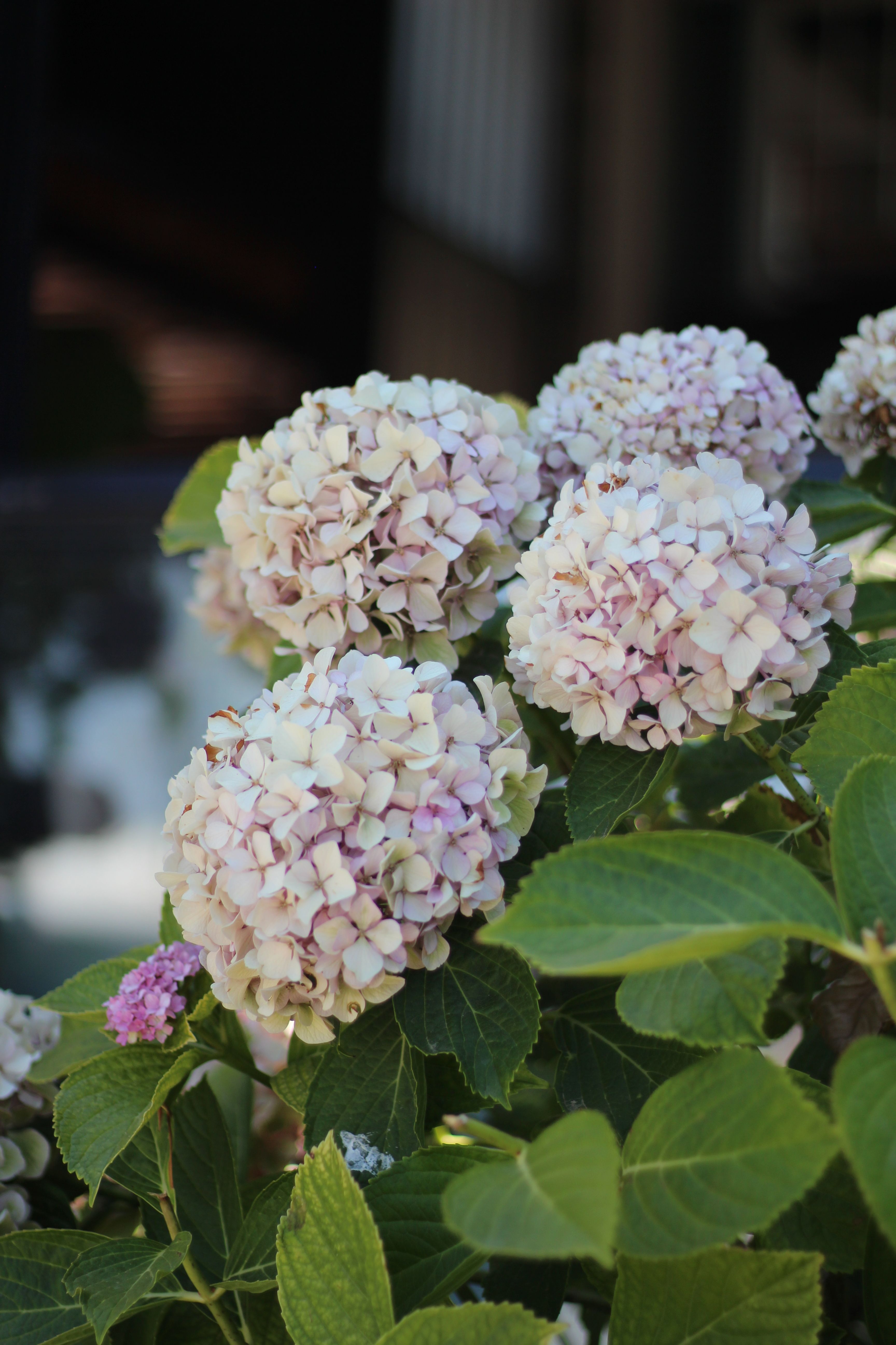 Blooming Hydrangea Flowers in Natural Light · Free Stock Photo