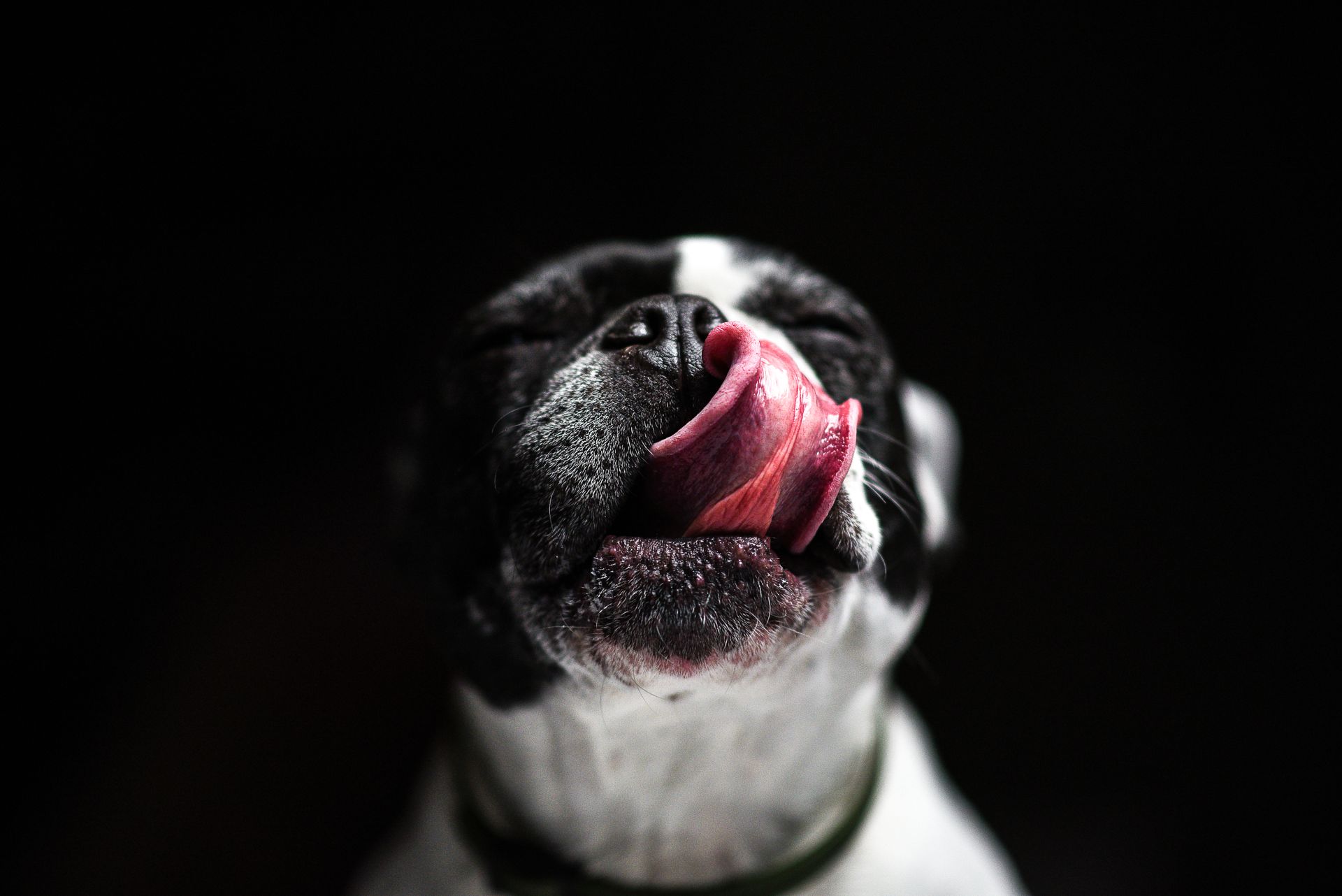 Close-up of a French Bulldog licking its nose against a dark background.