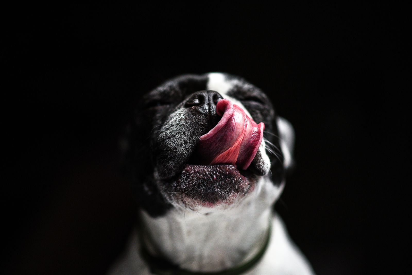 Dog Licking My Pussy Stories Photos, Download The BEST Free Dog Licking ...