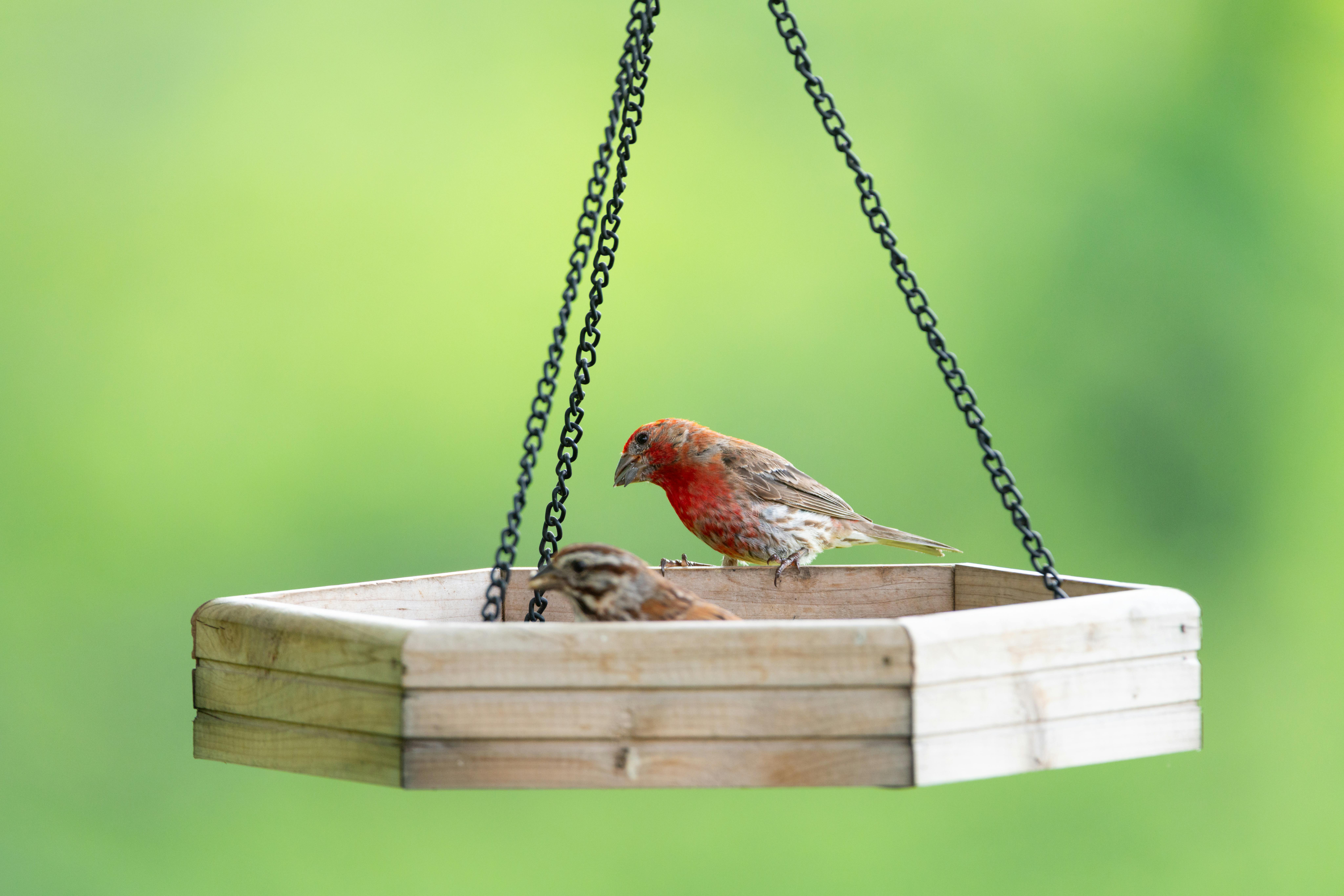Two colorful house finches perched on a hanging bird feeder against a soft green background.