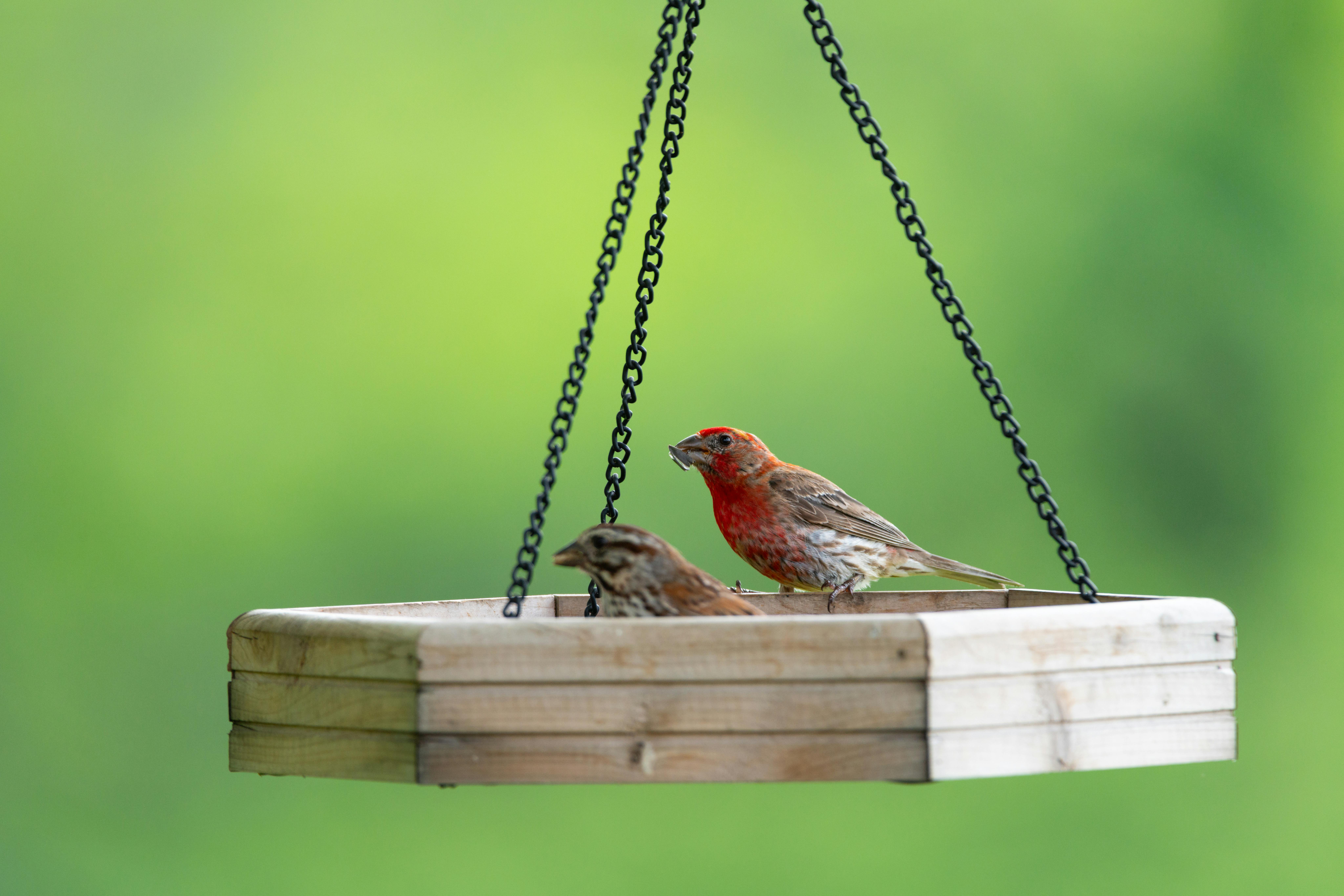 Two house finches perched on a wooden bird feeder against a vibrant green background.