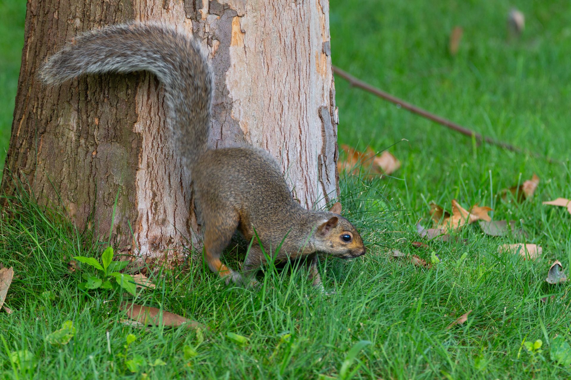 An Eastern Gray Squirrel exploring a grassy park area near a tree trunk.