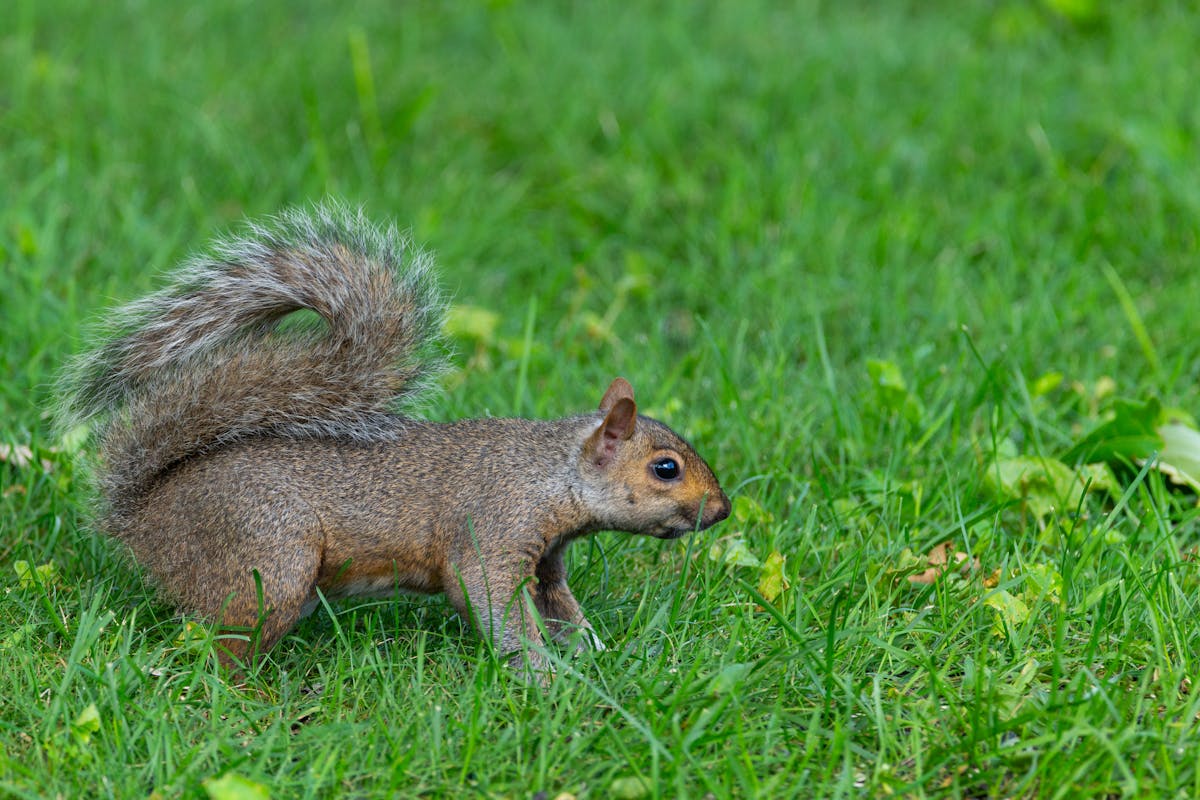 Eastern gray squirrel diet and behavior nutritional habits