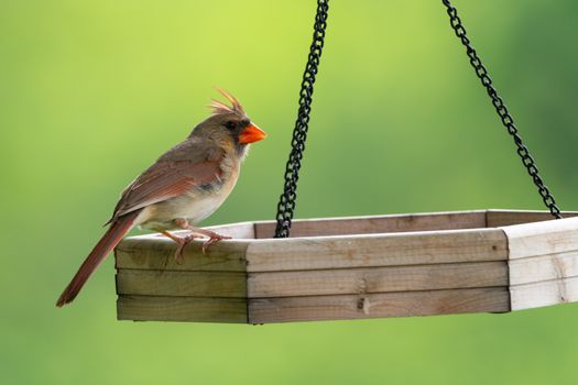 A Northern Cardinal rests on a wooden bird feeder with a vibrant green backdrop.