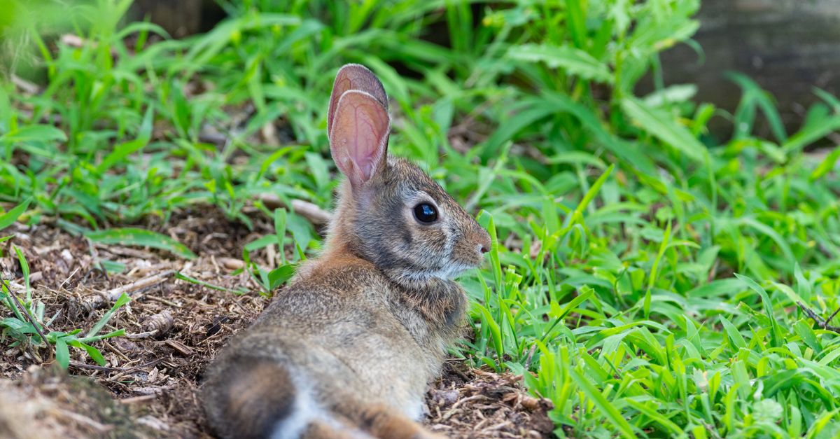 Relaxed Wild Rabbit in Lush Green Grass · Free Stock Photo