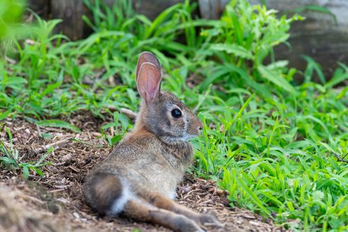 Free A wild rabbit sitting on green grass, showcasing natural beauty and wildlife. Stock Photo