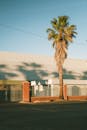 Palm Tree Shadow Against Industrial Building