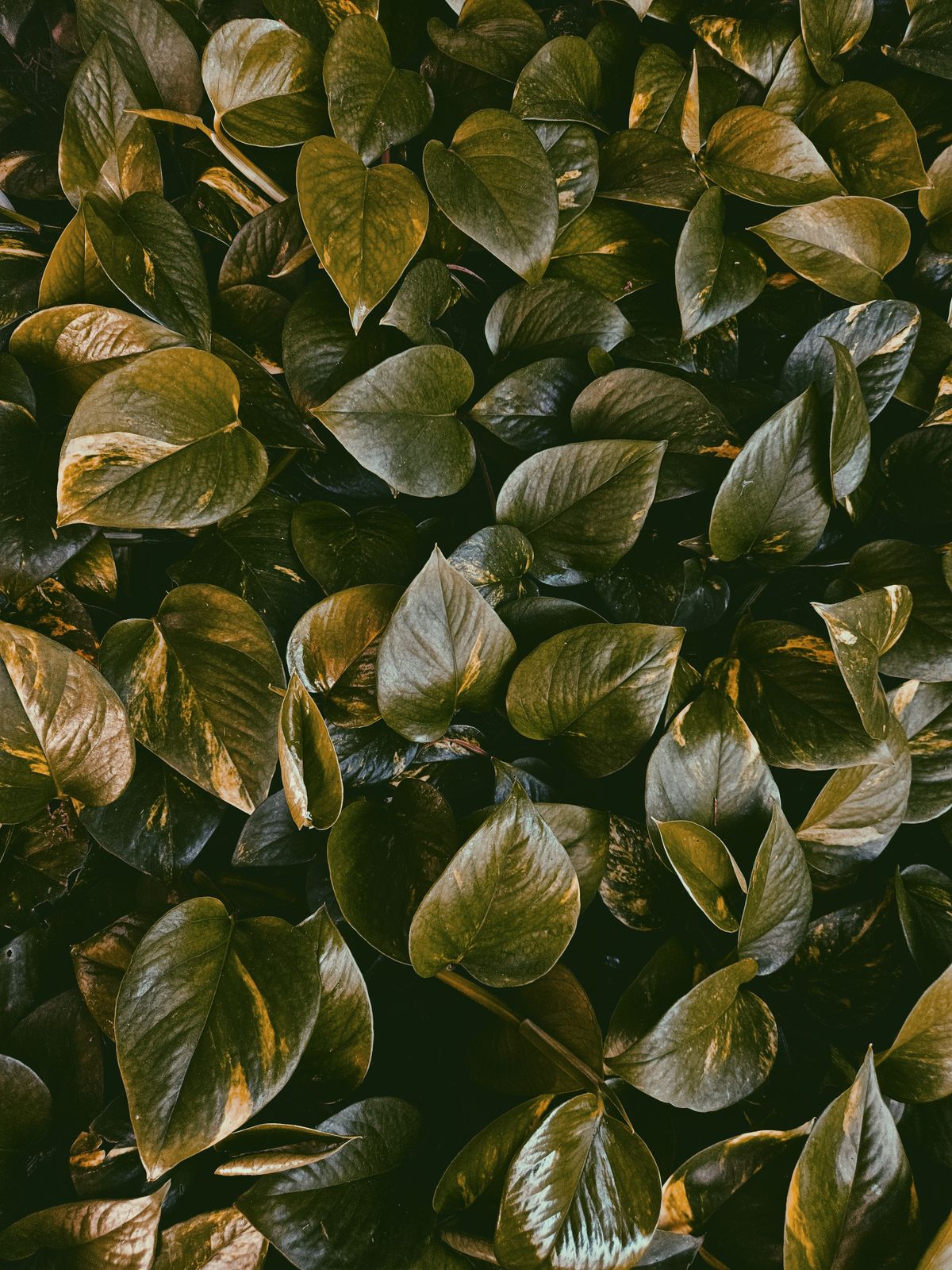 Close-up of lush pothos leaves with rich green hues, perfect for natural and botanical themes.