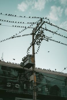 Flock of birds sitting on power lines above a cityscape during dusk, creating a striking silhouette.