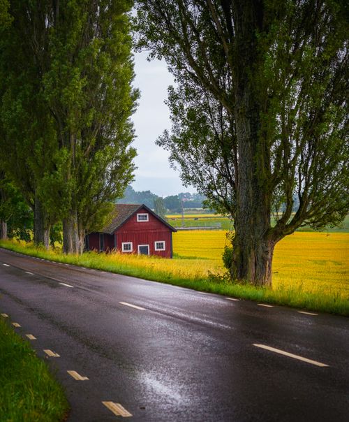Free A peaceful rural road lined with trees and a red Swedish house in Gränna, Sweden. Stock Photo