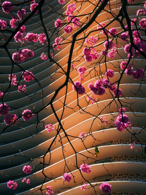 Pink blossoms juxtaposed with modern architecture in Belo Horizonte, Brazil.