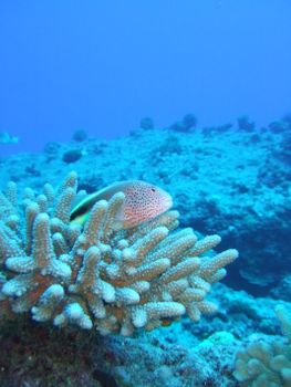 Spotlight on a fish nestled in coral within a vivid blue underwater scene.