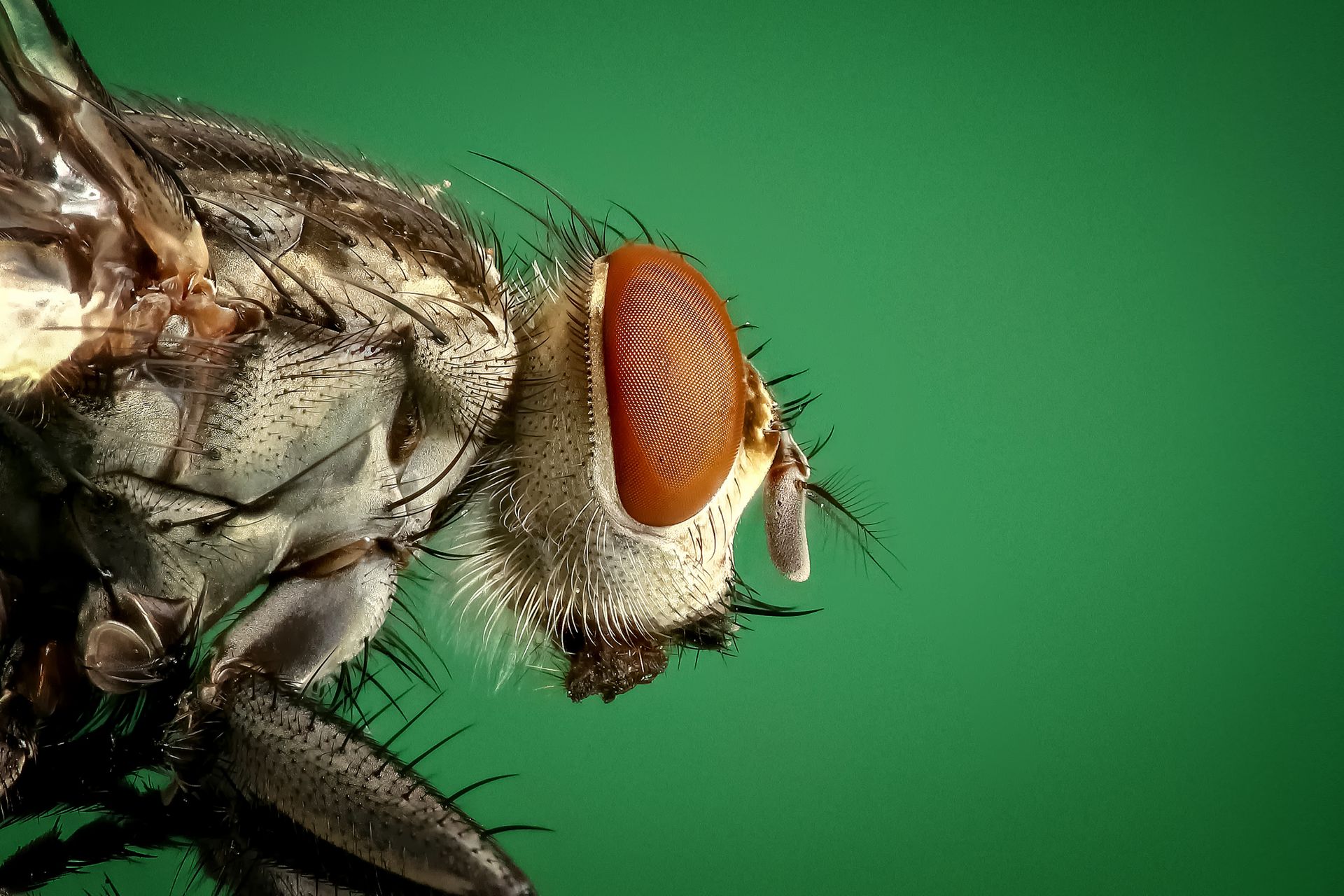 Macro Photography of Brown and Black Fly