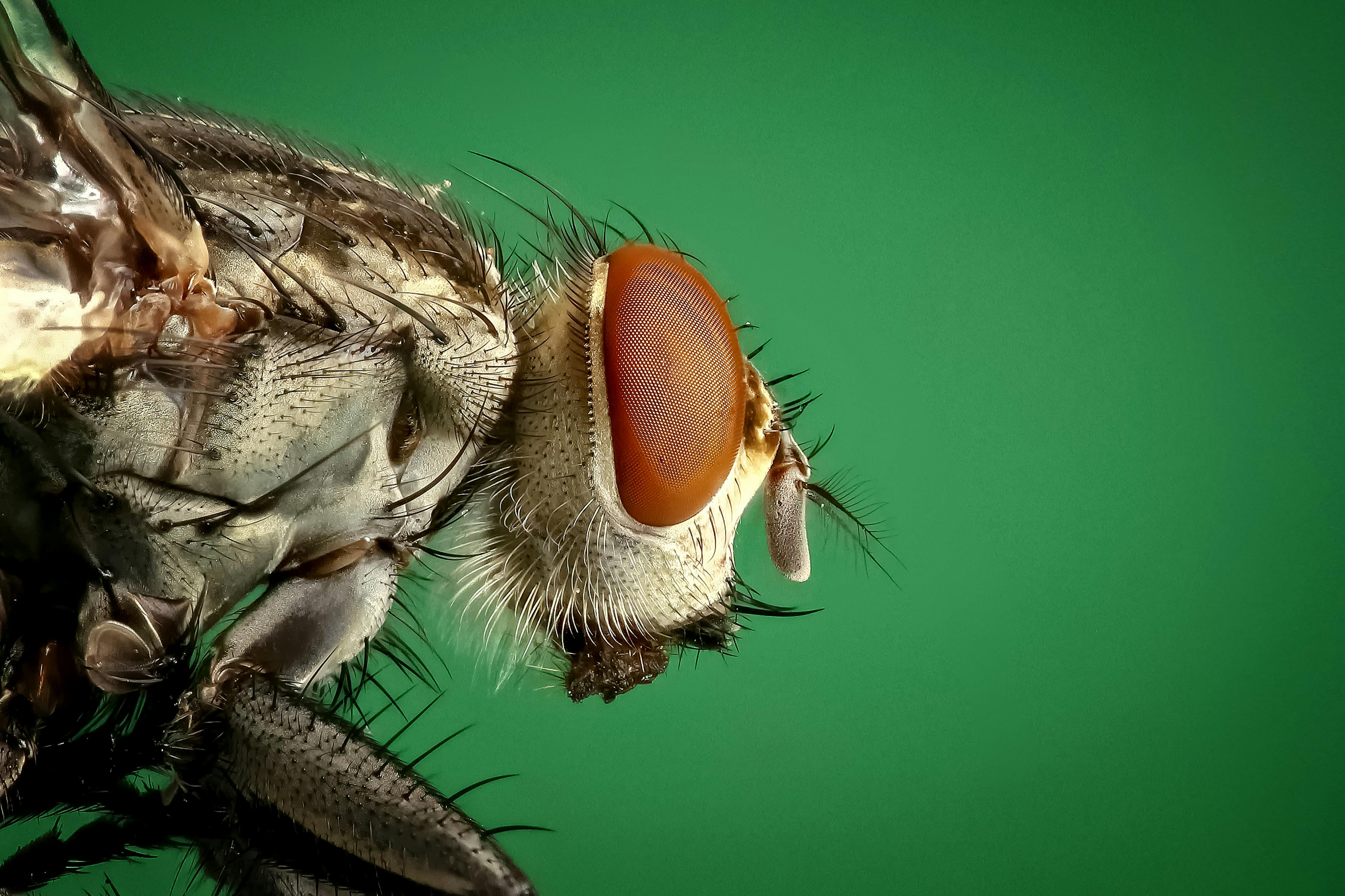 Brown 8 Legged Insect on Black Surface \u00b7 Free Stock Photo