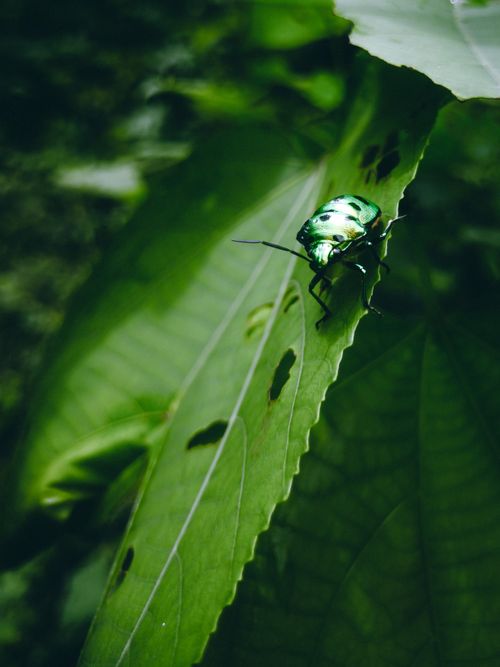 Free Close-up of a green beetle perched on a vibrant leaf, exuding natural beauty. Stock Photo