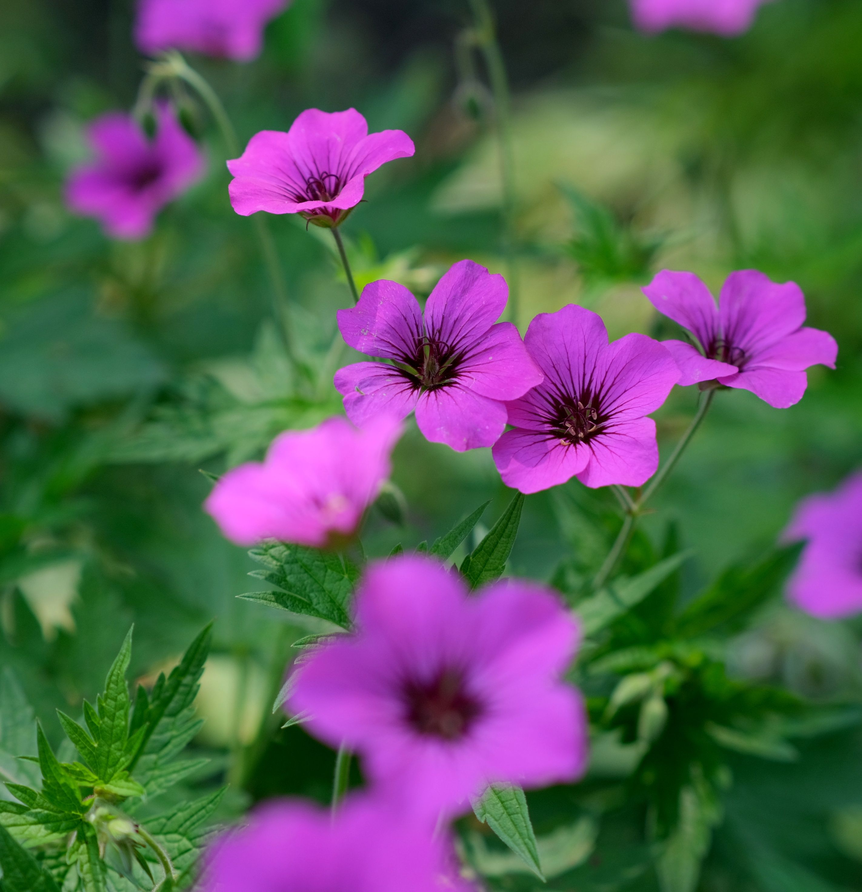 Vibrant Purple Flowers in Bloom Outdoors · Free Stock Photo