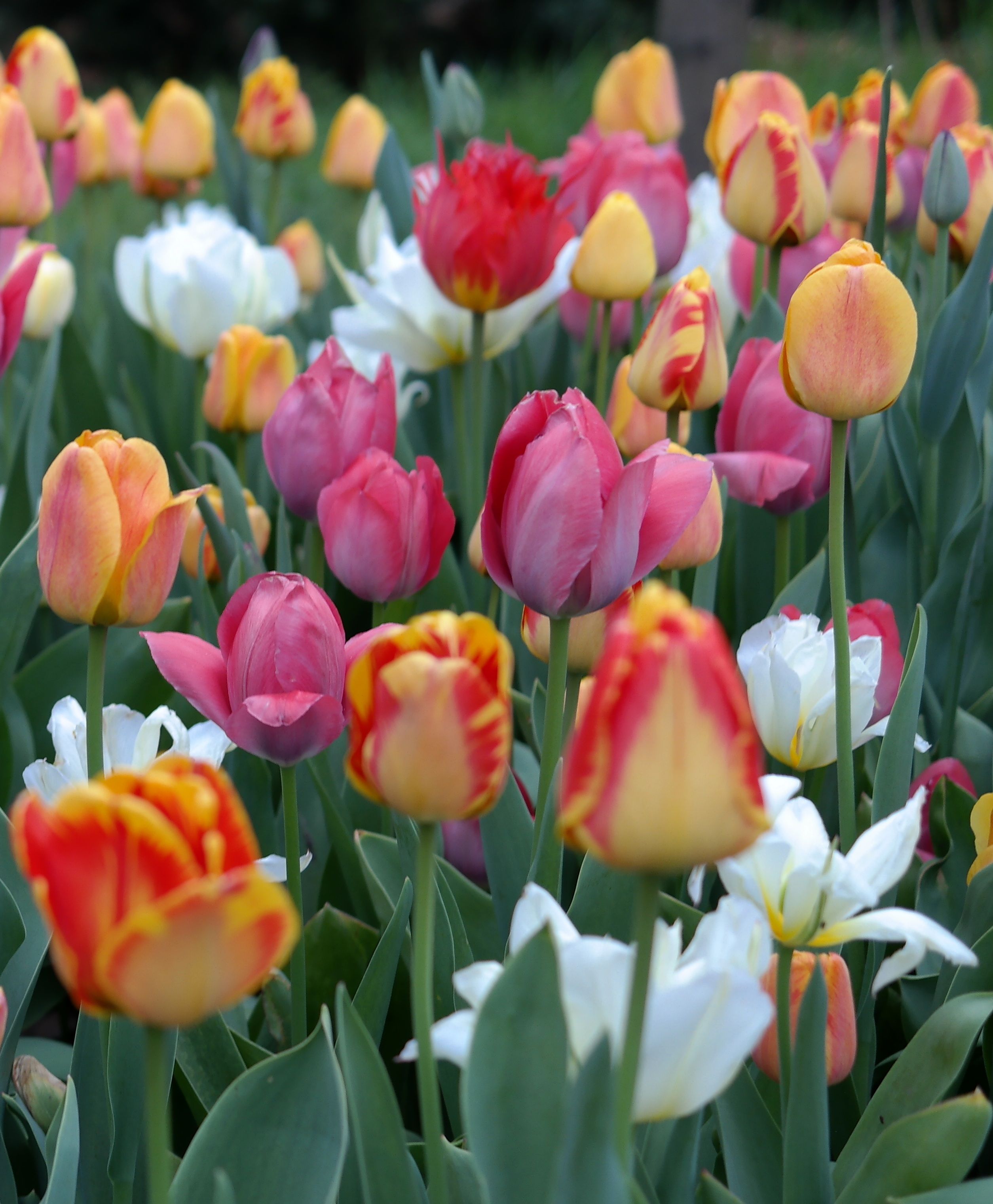 Vibrant Spring Tulip Garden in Bloom · Free Stock Photo