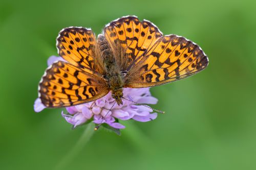 Free Detailed close-up of a colorful butterfly resting on a purple flower with a blurred green background. Stock Photo