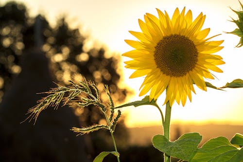 Girasole Durante Il Tramonto