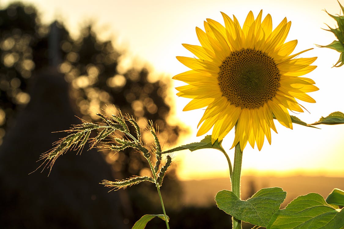 Kostenlos Sonnenblume Während Des Sonnenuntergangs Stock-Foto