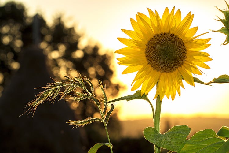 Sunflower During Sunset