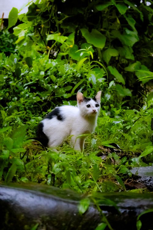 Free A calico cat standing alert amidst vibrant garden foliage. Stock Photo