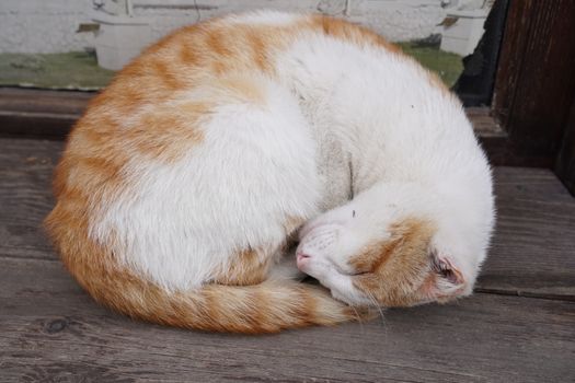 A serene orange and white cat curled up asleep on a wooden porch.