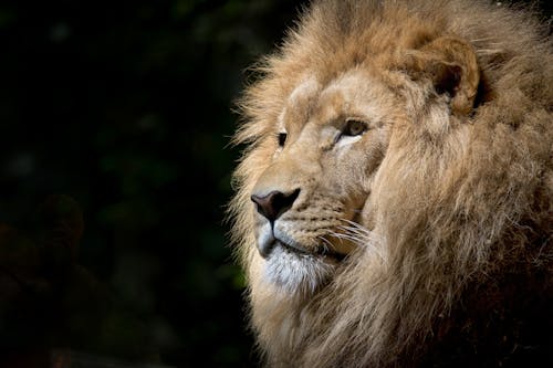 Photographie En Gros Plan Du Lion Brun