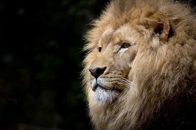 Close-up Photography Of Brown Lion