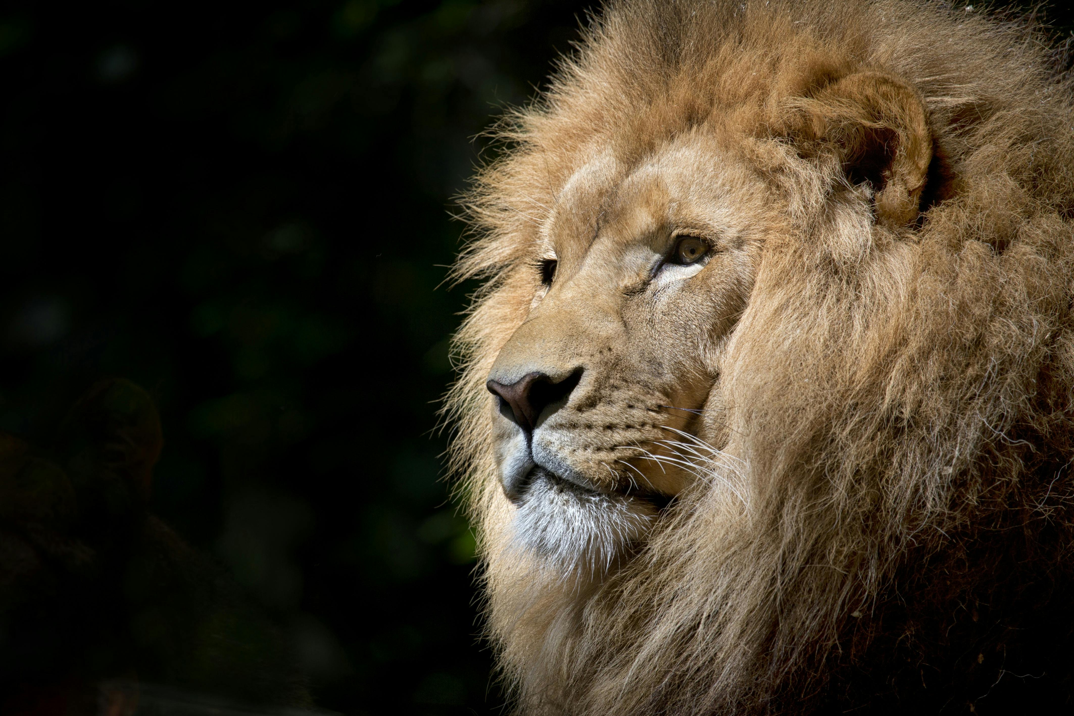 1,000+ Best Lion Photos · 100% Free Download · Pexels Stock Photos