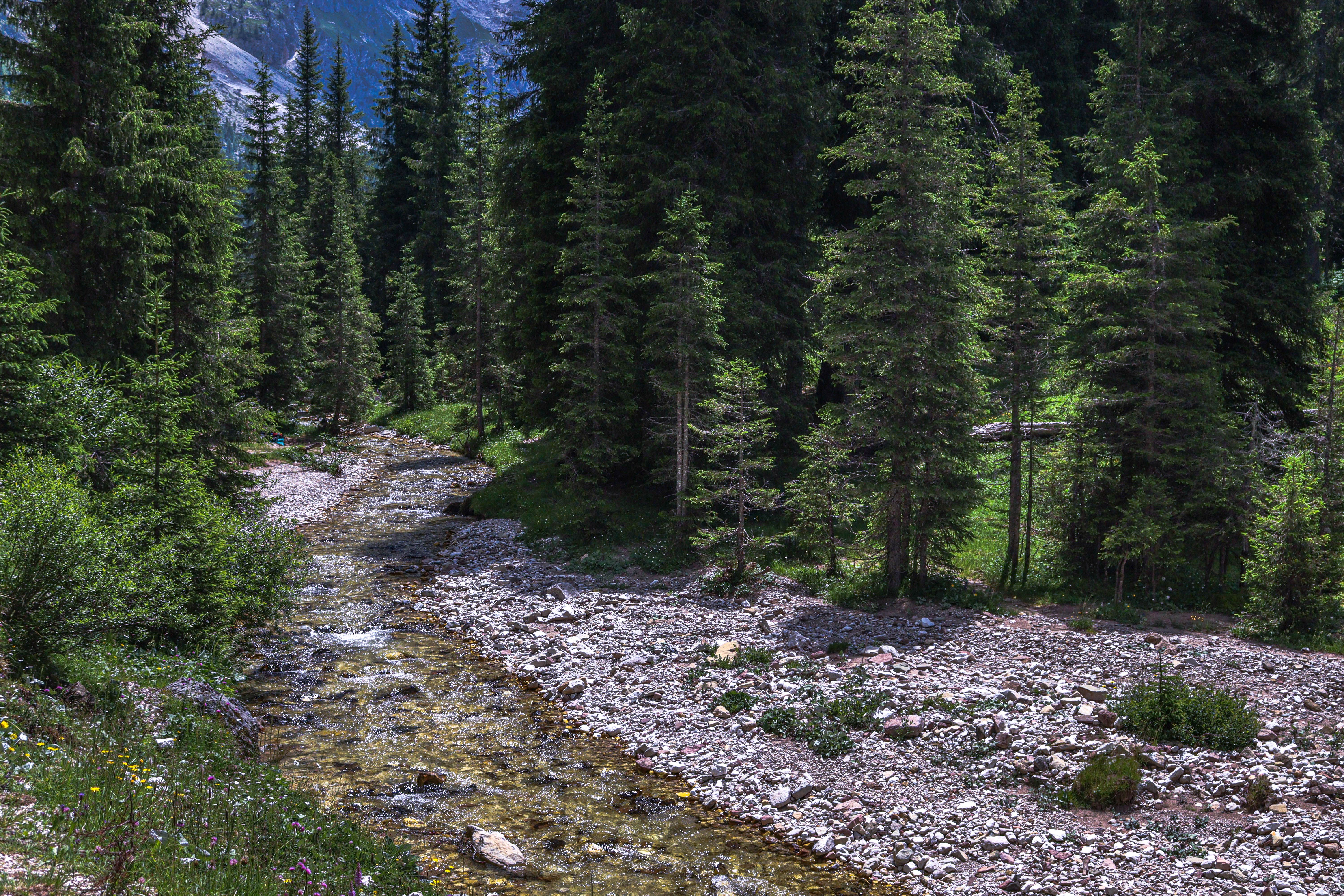 Serene Forest Stream in Mountain Landscape · Free Stock Photo