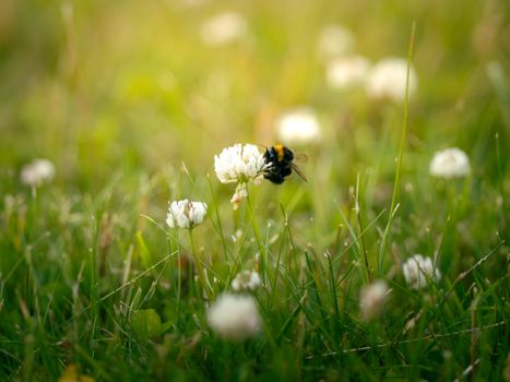 A bumblebee collecting nectar from a white clover flower in a sunlit meadow, representing nature's pollination process.